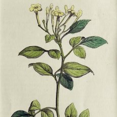 Arte: (P1) 1863 ORIGINAL ENGRAVING HAND COLORED WITH PASSEPARTOUT BOTANY (05236). Lote 401744889