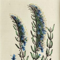 Arte: (P1) 1863 ORIGINAL ENGRAVING HAND COLORED WITH PASSEPARTOUT BOTANY (05238). Lote 401745769