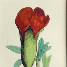 Arte: (P1) 1863 ORIGINAL ENGRAVING HAND COLORED WITH PASSEPARTOUT BOTANY (05239). Lote 401746379
