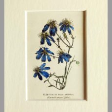 Arte: (P1) 1863 ORIGINAL ENGRAVING HAND COLORED WITH PASSEPARTOUT BOTANY (05240). Lote 401747104