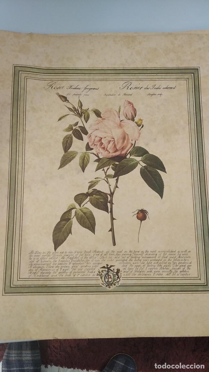 Arte: Grabado de Pierre-Joseph Redoute - Foto 2