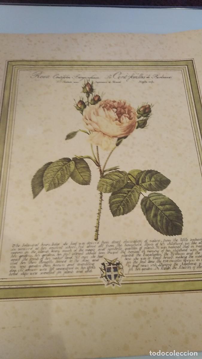 Arte: Grabado de Pierre-Joseph Redoute - Foto 2