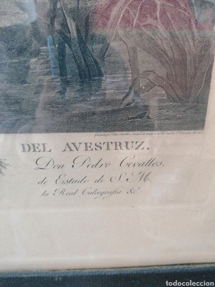 Arte: Gravado la caza del avestruz - Foto 5