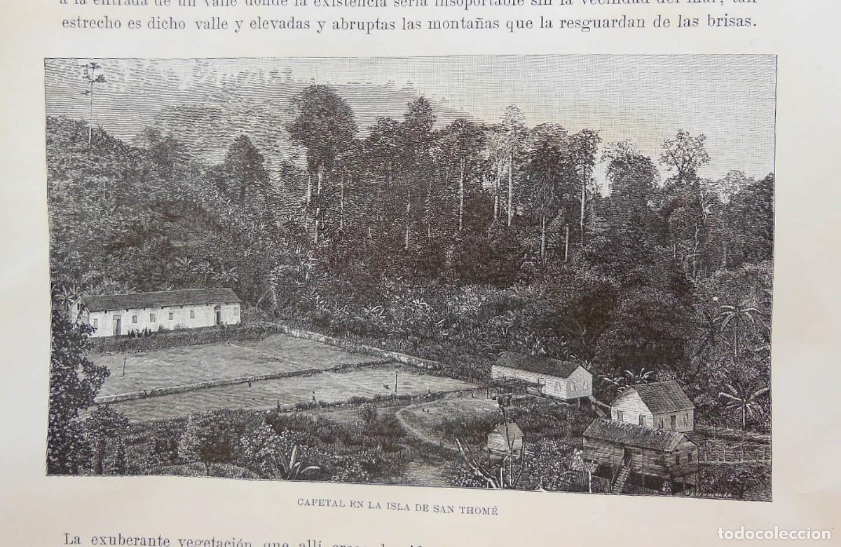 Arte: CAFETAL EN LA ISLA DE SAN THOM&Eacute; (El Congo). 10x17 cm + margenes. 1890