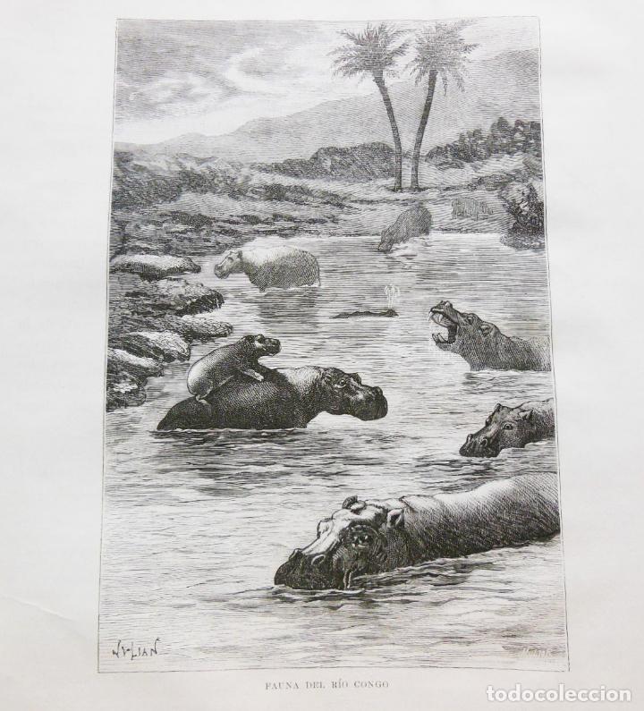 Arte: FAUNA DEL R&Iacute;O CONGO. EL CONGO. 1890 - Foto 1