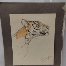Arte: STUDY OF A TIGER'S HEAD - JOHN MACALLAN SWAN 1910 - SELLADO