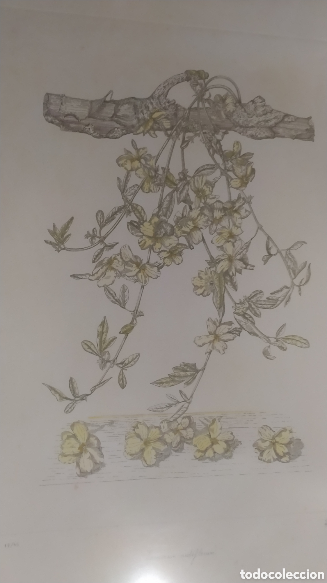 Arte: Grabado Marta Chirino. - Foto 2