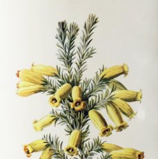 Arte: (P1) 1890 ENGRAVING CHROMOLITHOGRAPHY WITH PASSEPARTOU GARDEN FLOWERS (07242)