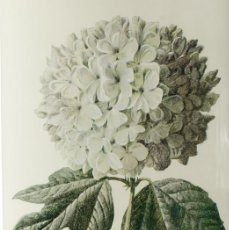 Arte: (P1) 1890 ENGRAVING CHROMOLITHOGRAPHY WITH PASSEPARTOU GARDEN FLOWERS (07243)