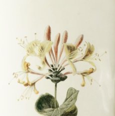 Arte: (P1) 1890 ENGRAVING CHROMOLITHOGRAPHY WITH PASSEPARTOU GARDEN FLOWERS (07244)