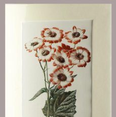Arte: (P1) 1890 ENGRAVING CHROMOLITHOGRAPHY WITH PASSEPARTOU GARDEN FLOWERS (07245)