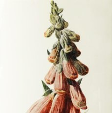 Arte: (P1) 1890 ENGRAVING CHROMOLITHOGRAPHY WITH PASSEPARTOU GARDEN FLOWERS (07246)