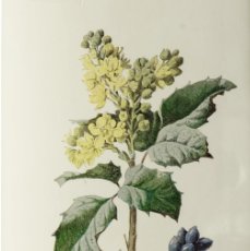 Arte: (P1) 1890 ENGRAVING CHROMOLITHOGRAPHY WITH PASSEPARTOU GARDEN FLOWERS (07247)