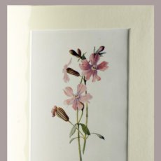 Arte: (P1) 1890 ENGRAVING CHROMOLITHOGRAPHY WITH PASSEPARTOU GARDEN FLOWERS (07248)