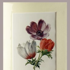Arte: (P1) 1890 ENGRAVING CHROMOLITHOGRAPHY WITH PASSEPARTOU GARDEN FLOWERS (07249)