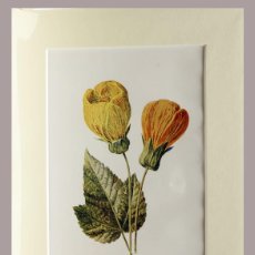Arte: (P1) 1890 ENGRAVING CHROMOLITHOGRAPHY WITH PASSEPARTOU GARDEN FLOWERS (07250)