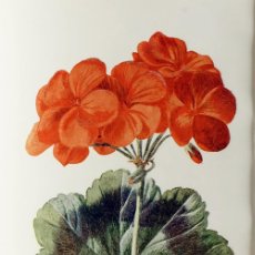 Arte: (P1) 1890 ENGRAVING CHROMOLITHOGRAPHY WITH PASSEPARTOU GARDEN FLOWERS (07251)