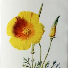 Arte: (P1) 1890 ENGRAVING CHROMOLITHOGRAPHY WITH PASSEPARTOU GARDEN FLOWERS (07252)