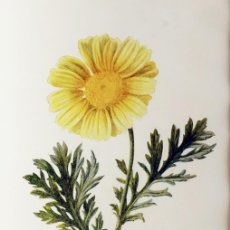 Arte: (P1) 1890 ENGRAVING CHROMOLITHOGRAPHY WITH PASSEPARTOU GARDEN FLOWERS (07254)