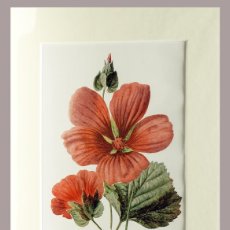 Arte: (P1) 1890 ENGRAVING CHROMOLITHOGRAPHY WITH PASSEPARTOU GARDEN FLOWERS (07255)