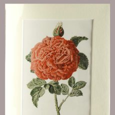 Arte: (P1) 1890 ENGRAVING CHROMOLITHOGRAPHY WITH PASSEPARTOU GARDEN FLOWERS (07257)