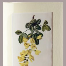 Arte: (P1) 1890 ENGRAVING CHROMOLITHOGRAPHY WITH PASSEPARTOU GARDEN FLOWERS (07258)