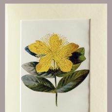 Arte: (P1) 1890 ENGRAVING CHROMOLITHOGRAPHY WITH PASSEPARTOU GARDEN FLOWERS (07259)