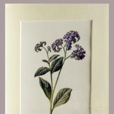 Arte: (P1) 1890 ENGRAVING CHROMOLITHOGRAPHY WITH PASSEPARTOU GARDEN FLOWERS (07260)
