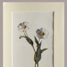 Arte: (P1) 1890 ENGRAVING CHROMOLITHOGRAPHY WITH PASSEPARTOU GARDEN FLOWERS (07261)