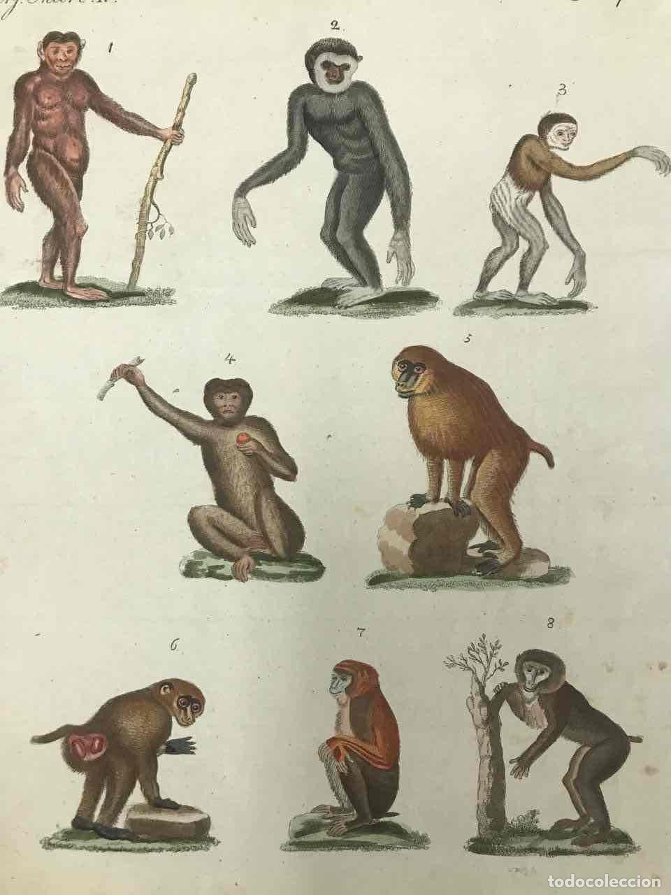 Arte: ANTIGUO GRABADO COLOREADO MONOS. BERTUCH, VIERF. C. 1795 - Foto 2