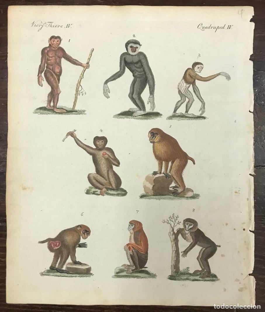 Arte: ANTIGUO GRABADO COLOREADO MONOS. BERTUCH, VIERF. C. 1795 - Foto 1
