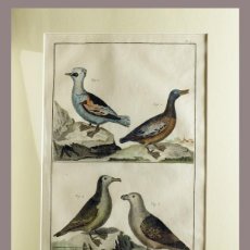 Arte: 1751 ORIGINAL ENGRAVING HAND COLORED DIDEROT ENCYCLOPEDIA BIRDS (07583)