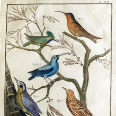 Arte: 1751 ORIGINAL ENGRAVING HAND COLORED DIDEROT ENCYCLOPEDIA BIRDS (07584)