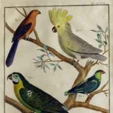 Arte: 1751 ORIGINAL ENGRAVING HAND COLORED DIDEROT ENCYCLOPEDIA BIRDS (07585)