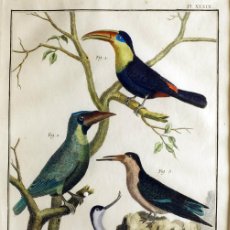 Arte: 1751 ORIGINAL ENGRAVING HAND COLORED DIDEROT ENCYCLOPEDIA BIRDS (07586)