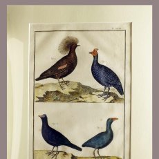 Arte: 1751 ORIGINAL ENGRAVING HAND COLORED DIDEROT ENCYCLOPEDIA BIRDS (07587)