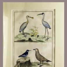 Arte: 1751 ORIGINAL ENGRAVING HAND COLORED DIDEROT ENCYCLOPEDIA BIRDS (07588)