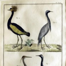 Arte: 1751 ORIGINAL ENGRAVING HAND COLORED DIDEROT ENCYCLOPEDIA BIRDS (07589)
