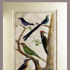 Arte: 1751 ORIGINAL ENGRAVING HAND COLORED DIDEROT ENCYCLOPEDIA BIRDS (07590)