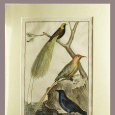 Arte: 1751 ORIGINAL ENGRAVING HAND COLORED DIDEROT ENCYCLOPEDIA BIRDS (07591)