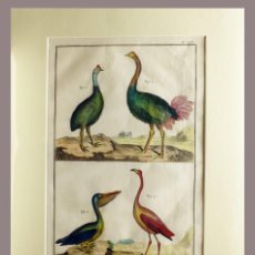 Arte: 1751 ORIGINAL ENGRAVING HAND COLORED DIDEROT ENCYCLOPEDIA BIRDS (07592)