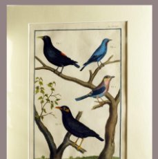 Arte: 1751 ORIGINAL ENGRAVING HAND COLORED DIDEROT ENCYCLOPEDIA BIRDS (07593)
