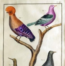 Arte: 1751 ORIGINAL ENGRAVING HAND COLORED DIDEROT ENCYCLOPEDIA BIRDS (07594)