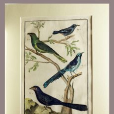 Arte: 1751 ORIGINAL ENGRAVING HAND COLORED DIDEROT ENCYCLOPEDIA BIRDS (07595)