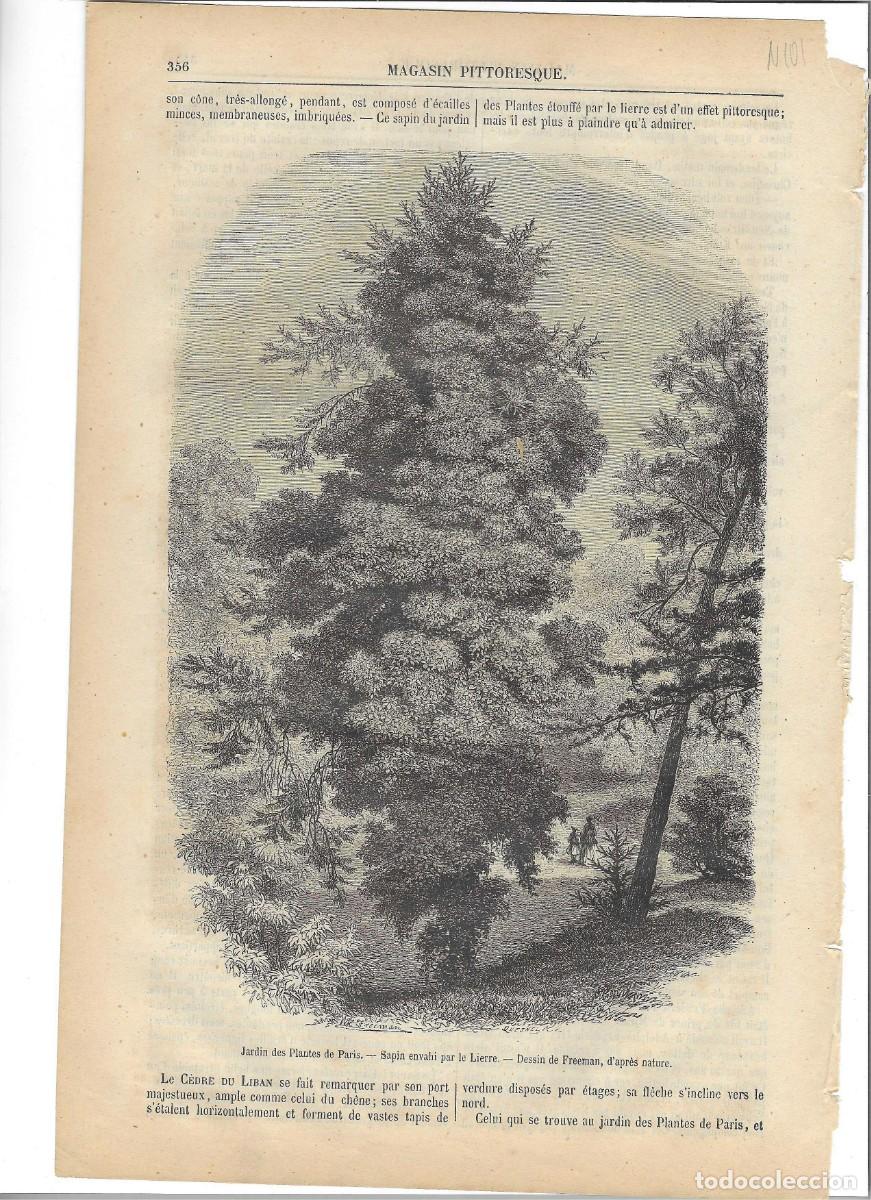 Arte: paris. jardin de plantas. pino