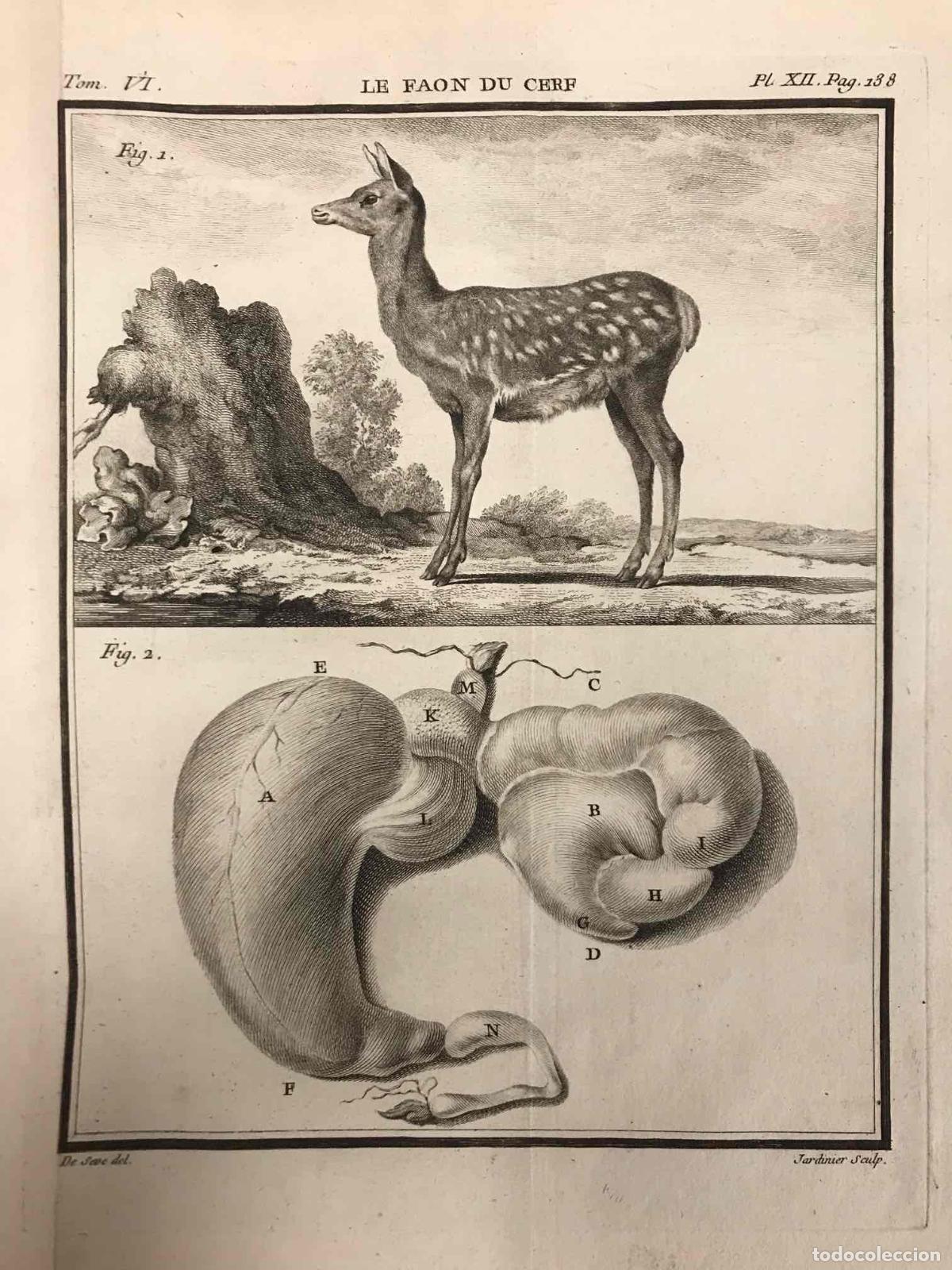 Arte: GRABADO LE FAON DU CERF. JACQUES DE SEVE. C 1780 - Foto 2