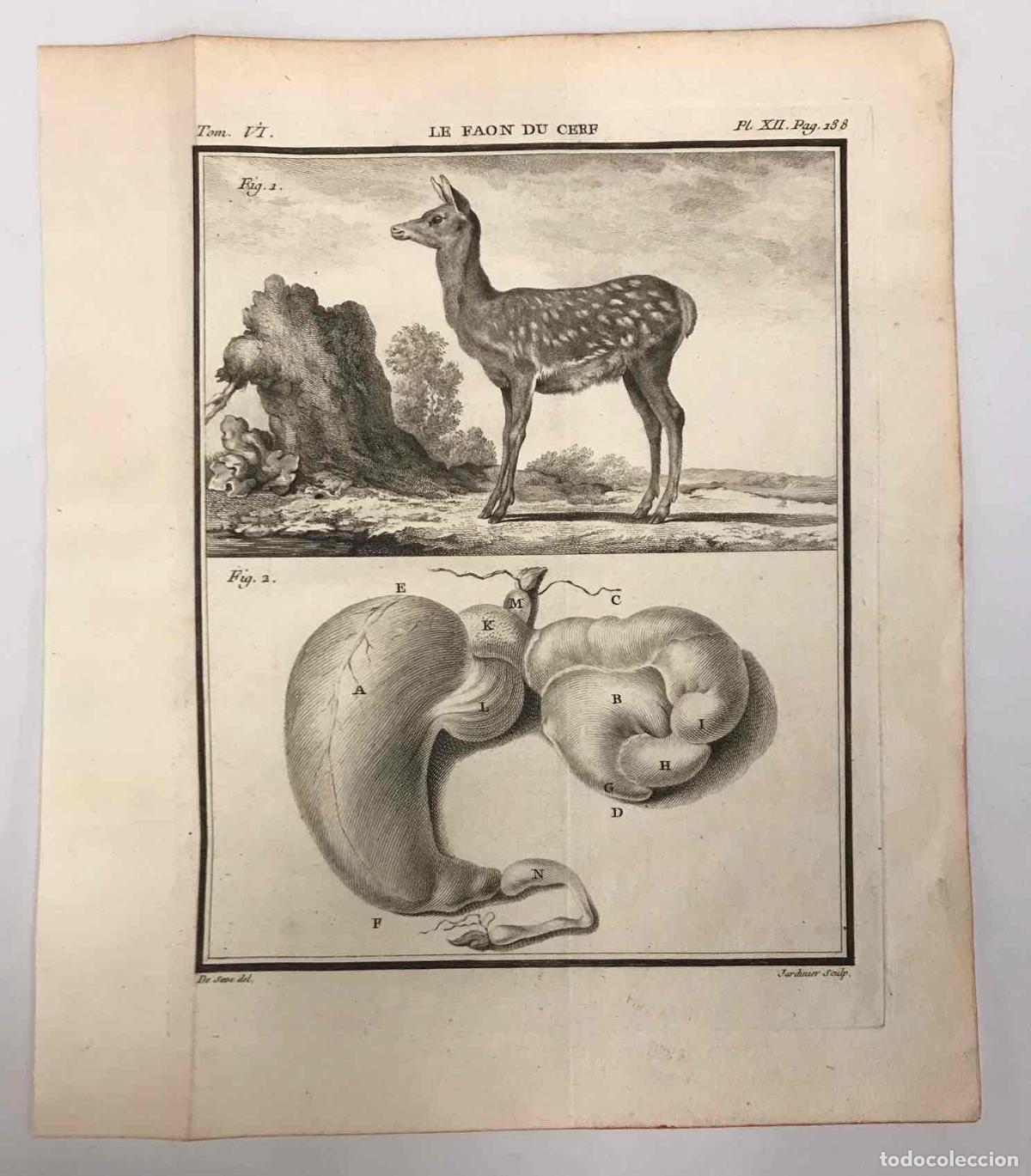 Arte: GRABADO LE FAON DU CERF. JACQUES DE SEVE. C 1780 - Foto 1