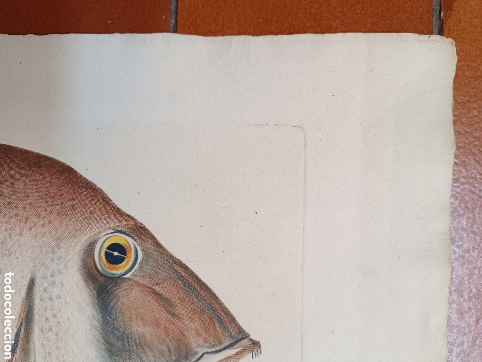 Arte: Pez Bru - Foto 5