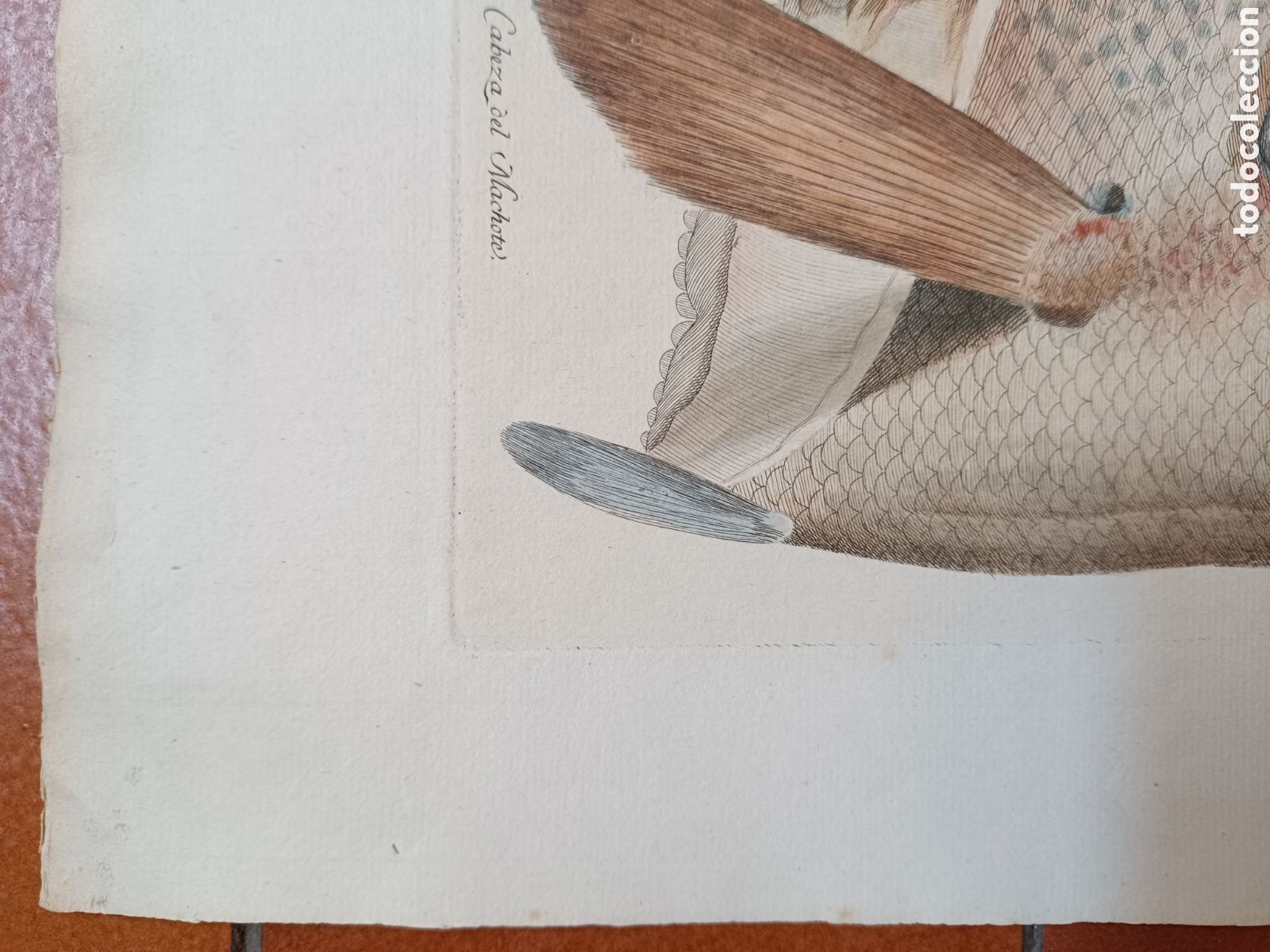 Arte: Pez Bru - Foto 3
