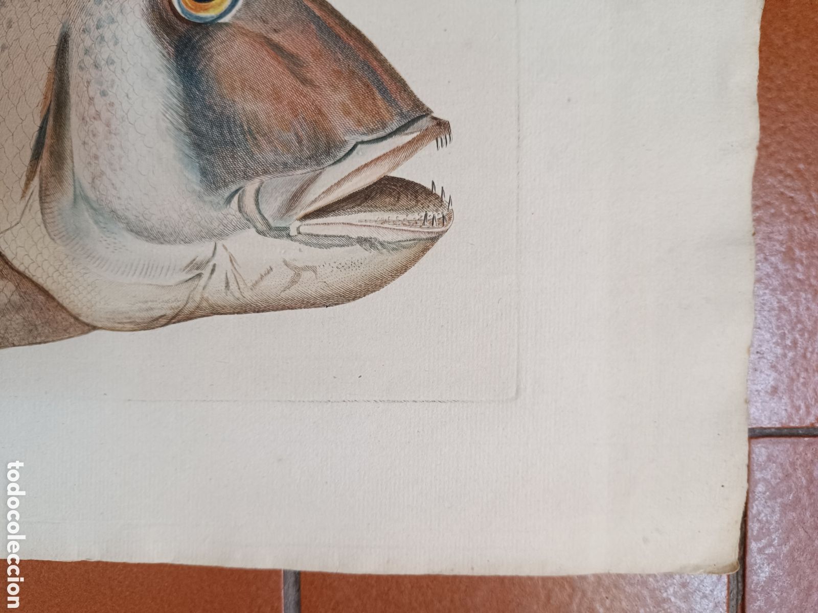 Arte: Pez Bru - Foto 4
